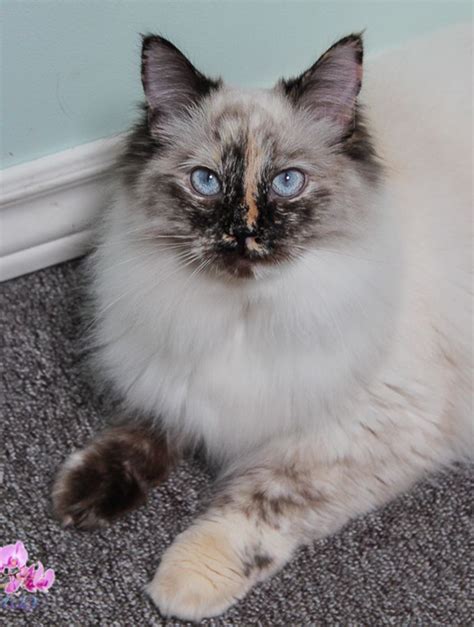 Khaleesi A Seal Tortie Point Ragdoll Pretty Cats Beautiful Cats