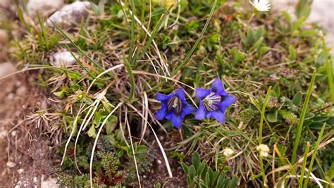 Im winter ist der eintritt zum freiland die 21 hektar große gartenanlage zählt zu den artenreichsten pflanzensammlungen in deutschland. Der botanische Garten von König Laurin - Moseralm in Karersee