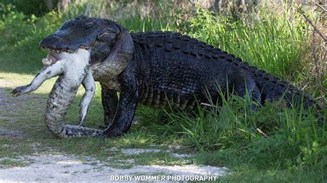 Gator Eats Another Gator In Florida