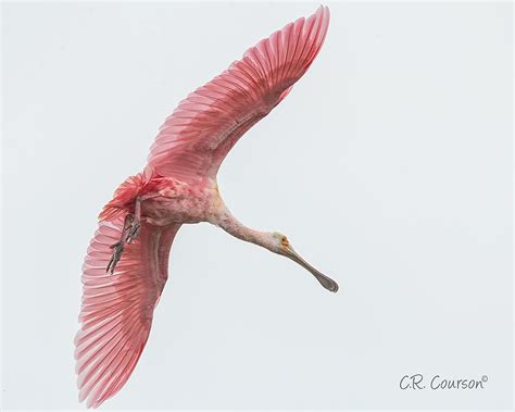 Pink In The Sky A Roseate Spoonbill Flying Directly Overhe Flickr