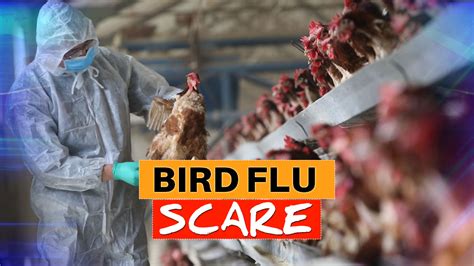 Bird Flu Alert In Rajasthan After Crow Deaths In Several Districts Centre Issues Alert To