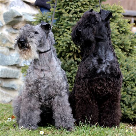 Treeing Cur Vs Kerry Blue Terrier Breed Comparison