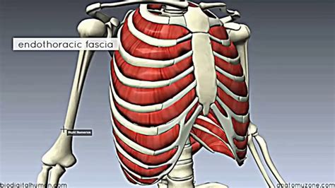 The chest wall encases and protects the vital structures within the thoracic cavity. Anatomy - Muscles of the Thoracic Wall - YouTube