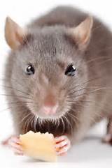 Photos of Rat Images