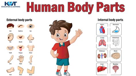 Class 2 Evs Human Body External Organs Internal Organs And Sense