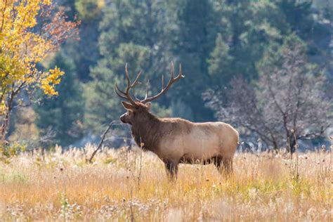 Here Are The 6 Places On Earth Where Elk Live Pest Pointers