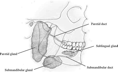 Management Of Salivary Gland Injury Oral And Maxillofacial Surgery