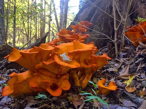 Photos Discovering The Hidden World Of Fungi In Western