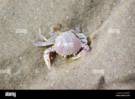 Cape Cod Crab High Resolution Stock Photography And Images Alamy