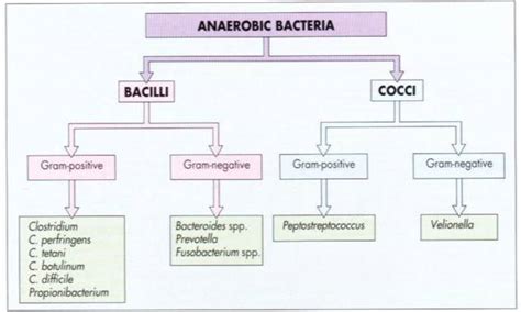 Anaerobic Bacterial Infections