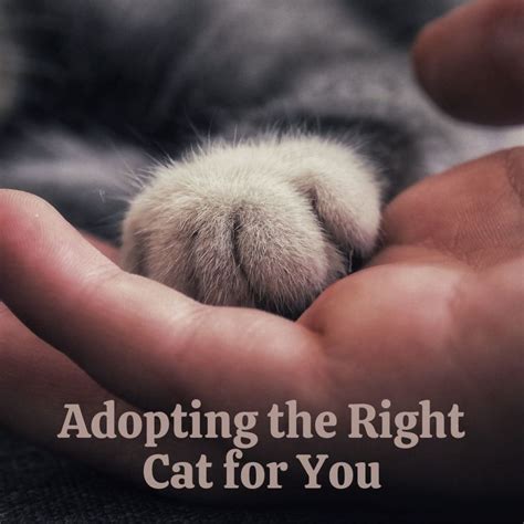 How To Choose The Right Cat To Adopt Pethelpful
