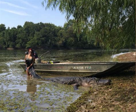 2 14 Foot Alligators Killed At Toledo Bend