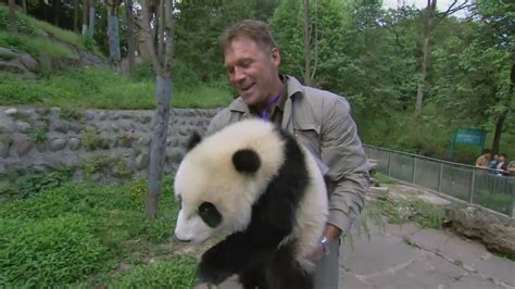 Wild Giant Panda Conservation Youtube