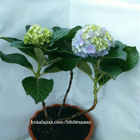 Jual Tanaman Hydrangea Hortensia Di Lapak Bungakita Bukalapak