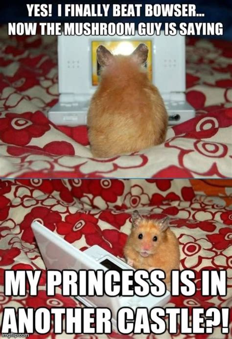 Top 10 Hamster Meme Video Editor Imagesee