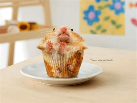 Funny Hamster Wallpapers Wallpapersafari