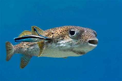 Puffer Fish Interesting Facts Where To See It In Costa Rica