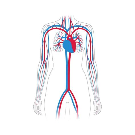 Premium Vector Human Arterial And Venous Circulatory System Anatomy