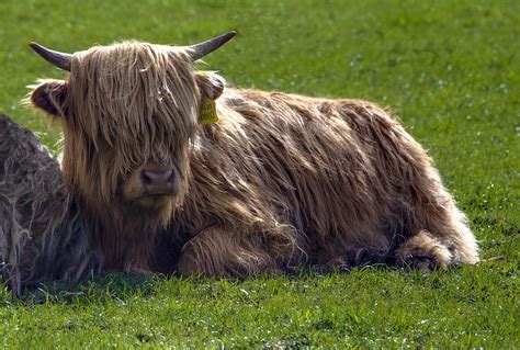 Scottish Highland Cattle 3 Photograph By Paul Cannon Fine Art America