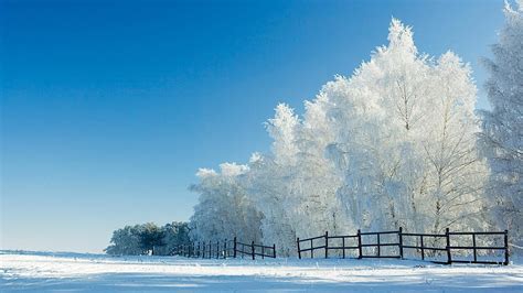 Snow White Trees Fences Field Pc And Mac 2560x1440 Snow Hd Wallpaper