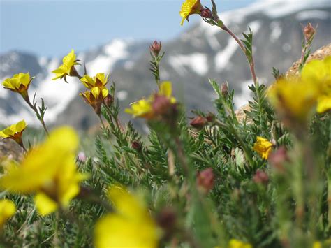 Spring Flowers Rocky Mountain National Park Rocky Mountain National