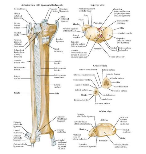 Tibia And Fibula Anatomy Joints Anatomy Anatomy Anatomy Bones