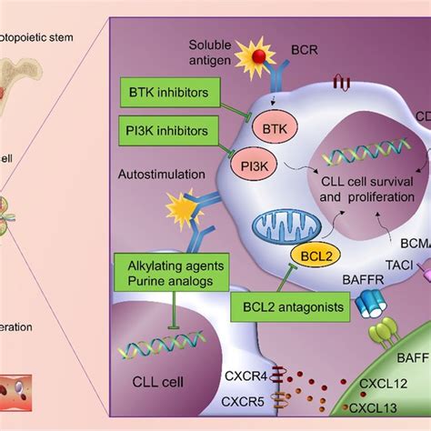 Schematic Illustration Of Passive And Active Targeting Of Cll Cells