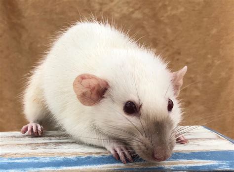 Its World Rat Day In The Year Of The Rat Gratitude For Rats Role In