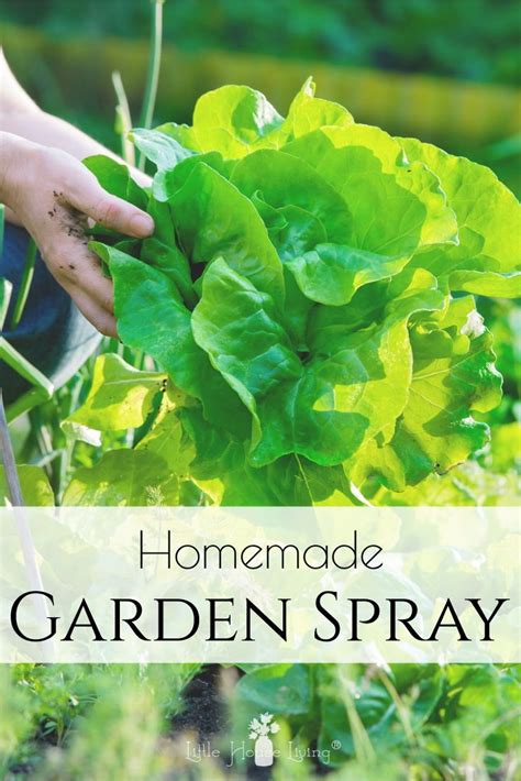 This recipe is for a single gallon of mix. Homemade Pest Spray for Gardens in 2020 | Seasonal garden, Frugal gardening, Bug spray for plants