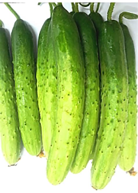 Stops at a particular place, it lets people get on and off. Korea White Cucumber (2pcs/pack) | HARINMART - Korean ...