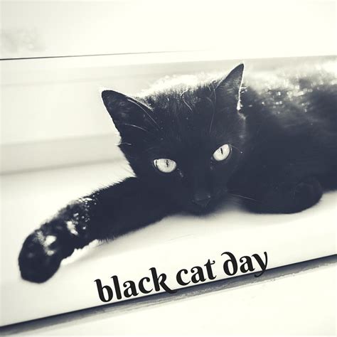 World Black Cat Day Celebrate Black Cats Today And Keep Your Feline