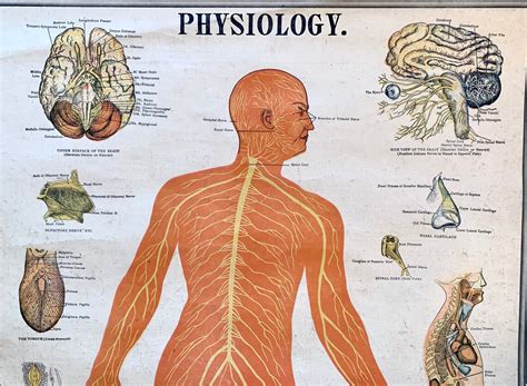 Nervous System Chart Original 1900 Physiology Poster Antique Etsy