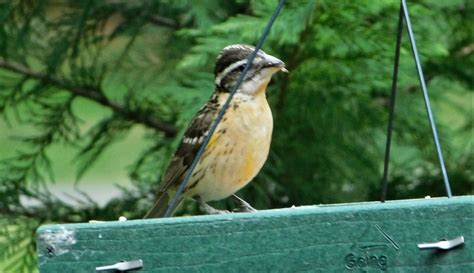 Grosbeak Identification Appreciated Help Me Identify A North