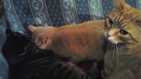 Lovable Cats Cant Stop Kissing Each Other Youtube