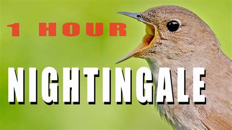 Nightingale Singing 1 Hour Bird Sounds Youtube