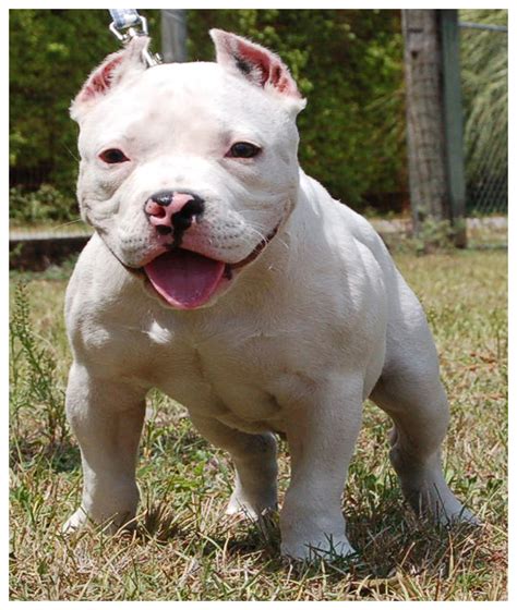 Your bully deserves to be fashionable too. American Bully - Dogs breeds | Pets
