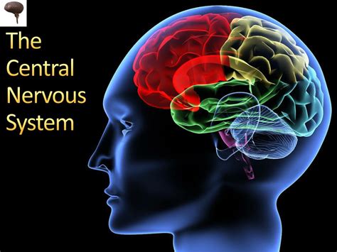 Ppt The Central Nervous System Powerpoint Presentation Free Download