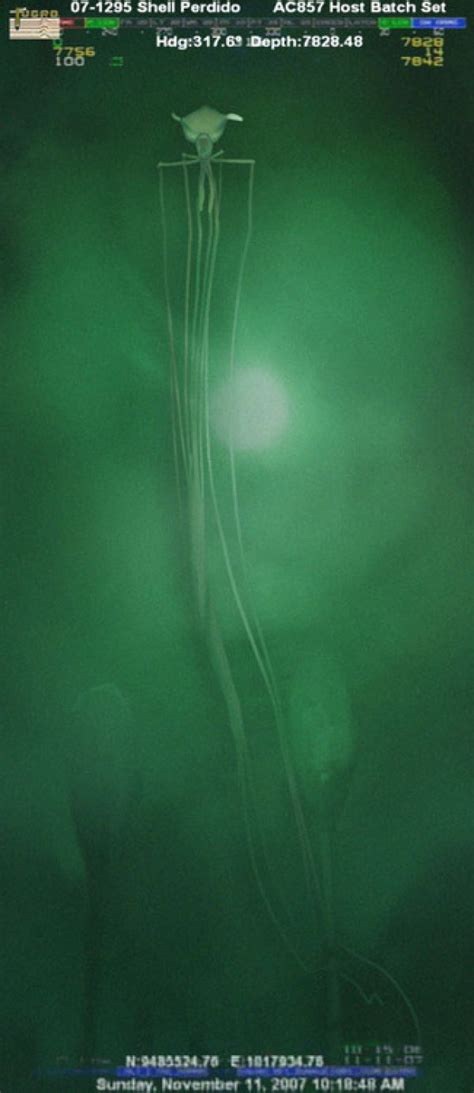 What fish are at the bottom of the ocean? An amazing image of the elusive big-fin squid | Deep Sea News