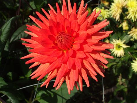 Dahlia Tui Orange Dahlia Orange Garden