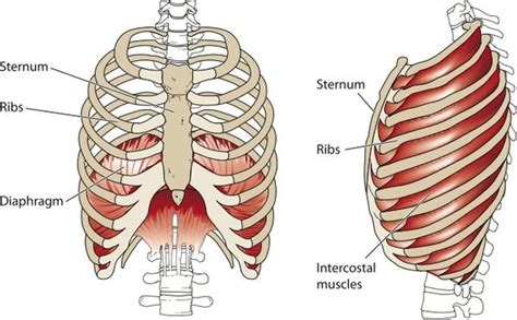What Are The Symptons Of Intercostal Rib Pain Doctor Answers On