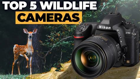 Top Best Cameras For Wildlife Photography YouTube