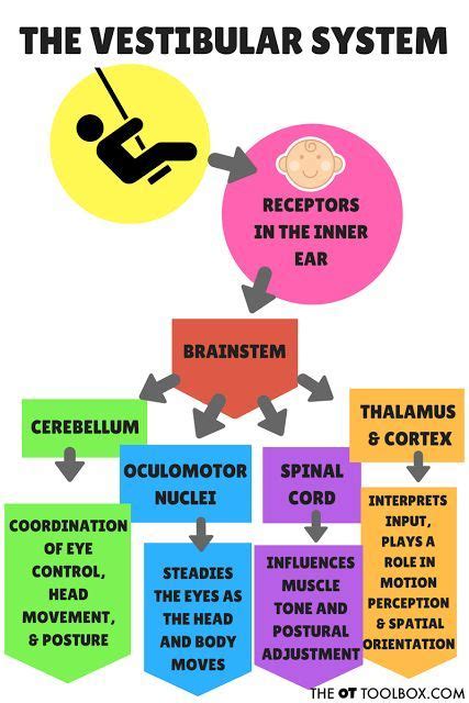 23 Best Vestibular Images On Pinterest Physical Therapy Occupational