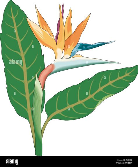 Bird Of Paradise Vector Illustration Stock Vector Image And Art Alamy