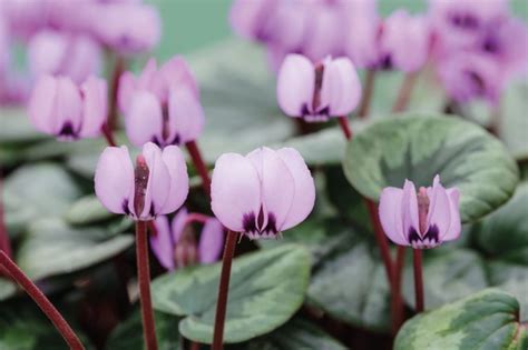Cyclamen Coum Subsp Caucasicum A Variable Cyclamen Group From The