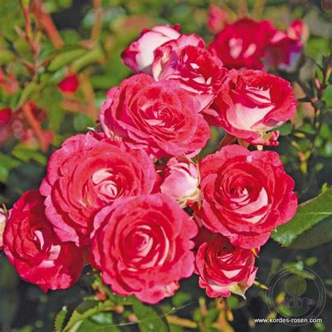 Sean Koblencerin Marie Rotrova Rose Seedlings Flower Seeds Perennial