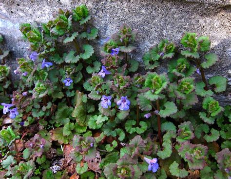 Begins fruiting second year after planting select select 5 units $28.00 25 units $65.00 100 units $196.00 Saratoga woods and waterways: Yaddo's Lovely Lawn