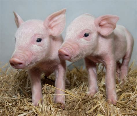 Low Fat Bacon Chinese Scientists Create Genetically Modified Pigs With