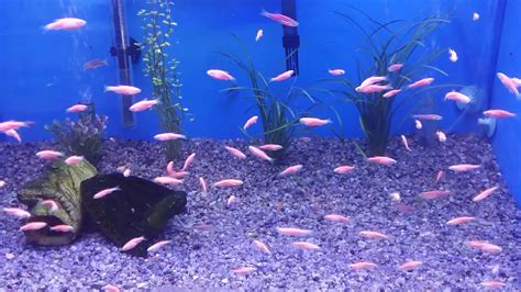 Pink Zebrafish Danio Rerio Youtube