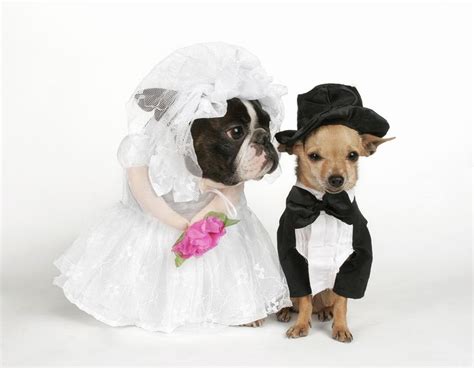 Bride And Groom Dog Costumes Puppy Dog Pictures Pet Costumes