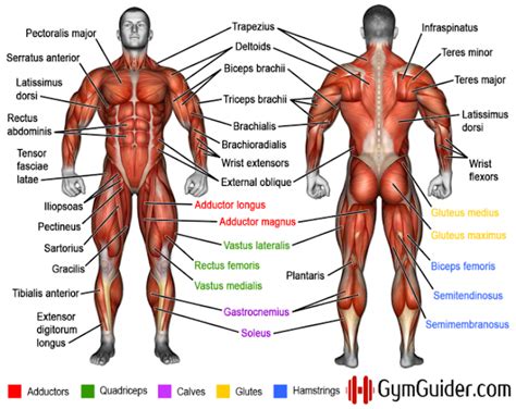 Almost every muscle constitutes one part of a pair of identical bilateral. Why You Should Learn Muscle Names - Bodydulding